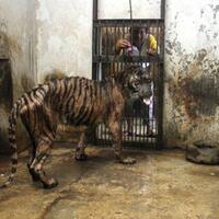 menyoal-penahanan-pecinta-satwa-karena-status-facebook