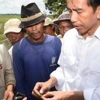 jokowi-gelar-kontes-domba-garut-di-istana-bogor-yuk-nonton