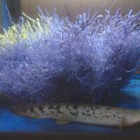 polypterus-aka-palmas-lounge-part-ii-ask-sharing--post-your-bichir-here---part-1