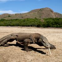 pesona-indonesia-reptil-terbesar-dan-terpanjang-ternyata-ada-di-indonesia