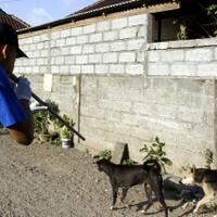 kalimantan-barat-tetapkan-kejadian-luar-biasa-rabies