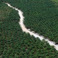 mengincar-pajak-dari-perusahaan-sawit