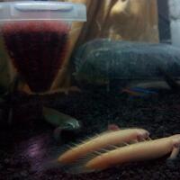 polypterus-aka-palmas-lounge-part-ii-ask-sharing--post-your-bichir-here---part-1