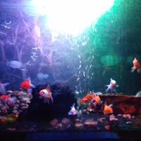 maskoki-ngomongin-semuanya-ttg-maskoki-yuk---part-5