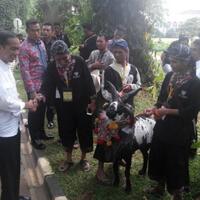 jokowi-terkejut-harga-domba-garut-sampai-rp60-jutaan