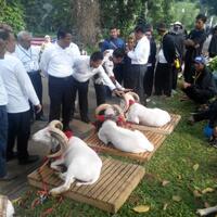 kebun-raya-bogor-diserbu-domba--cantik