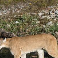 lima-manusia-perkasa-menang-duel-lawan-binatang-buas