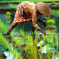 photo-contest-windows-phone-badge-coc