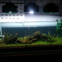 aquascape-for-everyone-learning-and-sharing---part-2