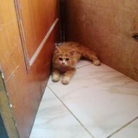 hibah-kitten-persia-long-hair-mau-diet-pengeluaran-cat-lover-only-pedagang-out