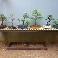 bonsai-kaskus-reborn-sharing--diskusi-seputar-seni-bonsai-indonesia