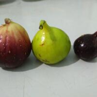 pohon-tin-pohon-ara-buah-tinbuah-ara-untuk-cancer-dan-collesterol-tinggi---part-2