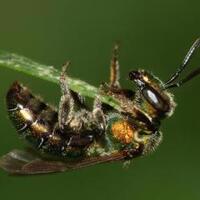 rating-rasa-nyeri-sengatan-berbagai-serangga-paling-parah-bullet-ant