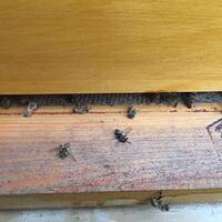 millions-of-bees-dead-after-state-sprays-for-zika-mosquitoes