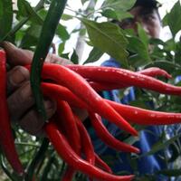 sepekan-jelang-iduladha-harga-tiga-komoditas-sudah-naik