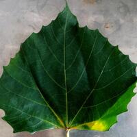 dilarang-bikin-thread-baru-mau-tanya-tentang-tanaman-masuk-sini-saja