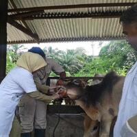 sebelum-berkurban-kenali-tanda-hewan-ternak-sehat