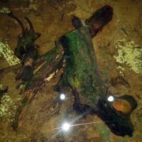 pecinta-ikan-komet-masuk-sini---part-1