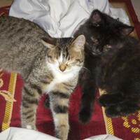 kode-kode-kucing-yang-sering-diabaikan