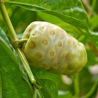 enam-trik-agar-tikus-kapok-bersarang-dalam-rumah