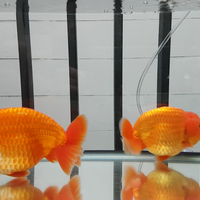 maskoki-ngomongin-semuanya-ttg-maskoki-yuk---part-5