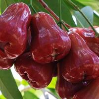 6-khasiat-sehat-dari-segar-manisnya-jambu-air