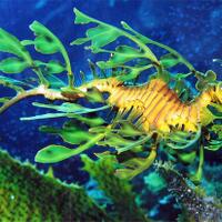 8-hewan-yang-dapat-berkamuflase-dengan-baik