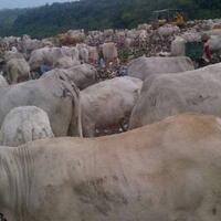 idul-adha-ribuan-sapi-pemakan-sampah-di-semarang-laku-keras