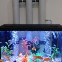 tips-membuat-filter-aquarium-tanpa-kuras-air-selamanyaaaaa-100-tahun