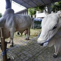 dua-sapi-kurban-dari-ahok-ditolak-pengurus-masjid-luar-batang