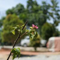 alun-alun-nikonian---part-13