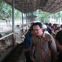 sapi-ahok-ditolak-di-luar-batang-mama-ratna-pun-senang