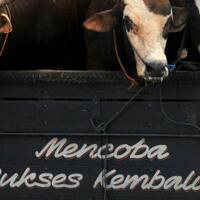 benarkah-sapi-sumbangan-ahok-ditolak-warga-luar-batang