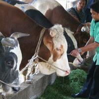 waspada-penyakit-hewan-ternak