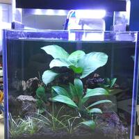 aquascape-for-everyone-learning-and-sharing---part-2