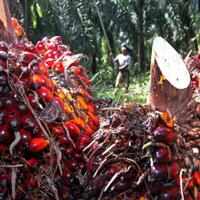 ketika-bank-salurkan-kredit-untuk-perusahaan-perusak-lingkungan