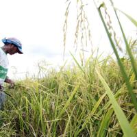 harga-acuan-pangan-tanpa-taji