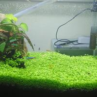 aquascape-for-everyone-learning-and-sharing---part-2