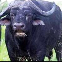 binatang-memiliki-perasaan-juga