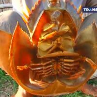 belangkas-hewan-purba-lambang-kesetiaan