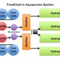 all-about-aquaponic-beautiful-and-delicious