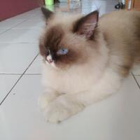 info-biro-jodoh-kucing-catlovers---read-page-1-first