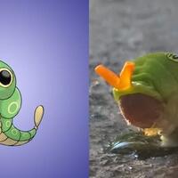 13-pokemon-ini-ternyata-benar-benar-ada-di-dunia-nyata