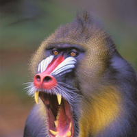 update--diskusi-hasil-persidangan-kasus-kopi-maut---part-6