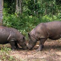 upaya-menyelamatkan-dua-spesies-badak-di-indonesia