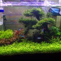 aquascape-for-everyone-learning-and-sharing---part-2