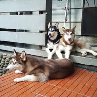 new-siberian-husky-lovers---read-page-1-for-update---part-2