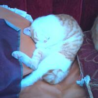 kucing-lokal-domestik-kampung---part-1