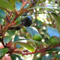 mengenal-tumbuhan-survival