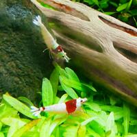 all-about-shrimp-red-cherry-red-bee-black-bee-neocaridina-caridina-dll